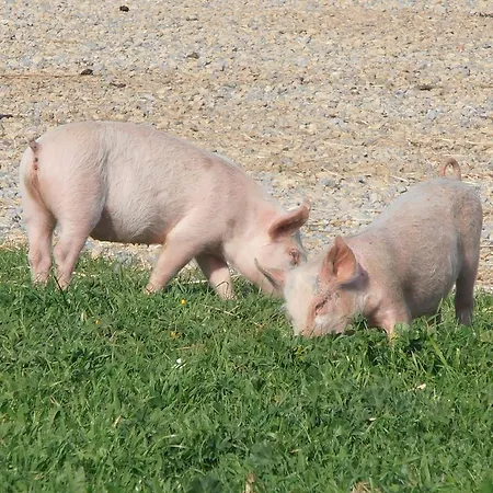 Séjour à la ferme Cuile De Molino Porto Torres