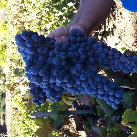 Cuile De Molino Farmház *