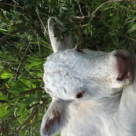 Séjour à la ferme Cuile De Molino