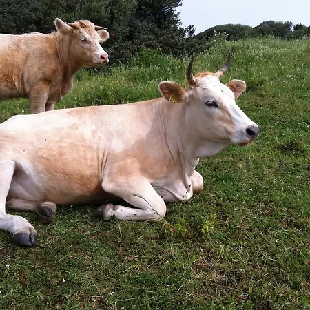 Cuile De Molino Farmház