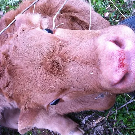 Cuile De Molino Farmház