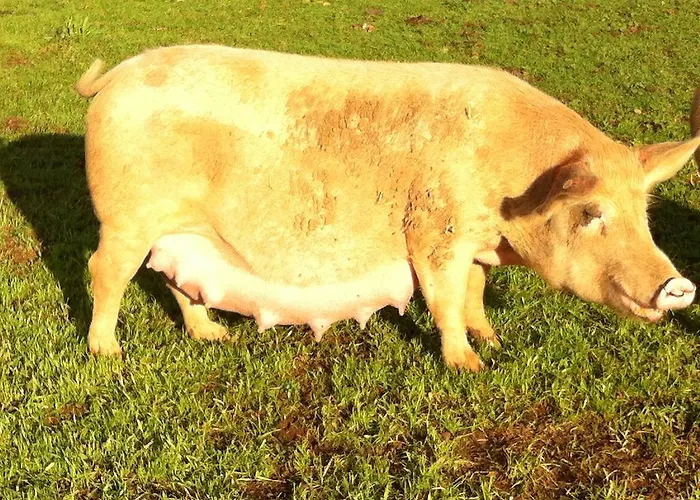 בית חווה Cuile De Molino