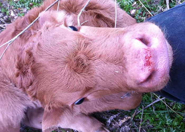 Cuile De Molino בית חווה