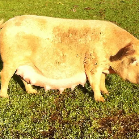 Farm stay Cuile De Molino
