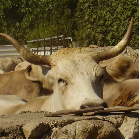 Farm stay Cuile De Molino