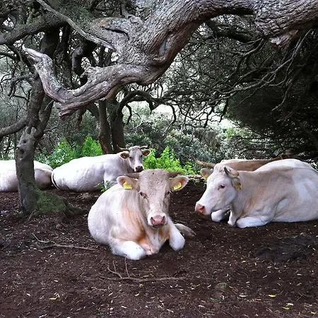 Alloggio per agriturismo Cuile De Molino Porto Torres