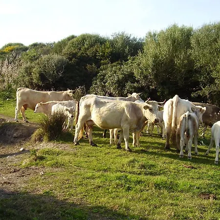 Cuile De Molino Alloggio per agriturismo Porto Torres
