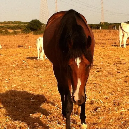 Cuile De Molino Porto Torres