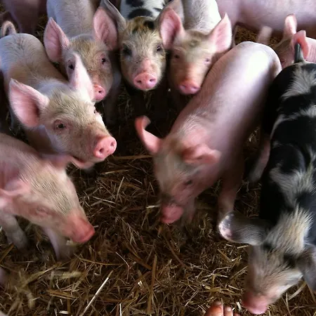 Farm stay Cuile De Molino *