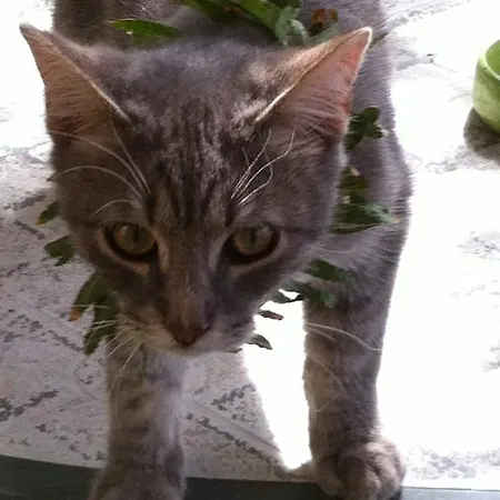 Cuile De Molino بورتو توريس