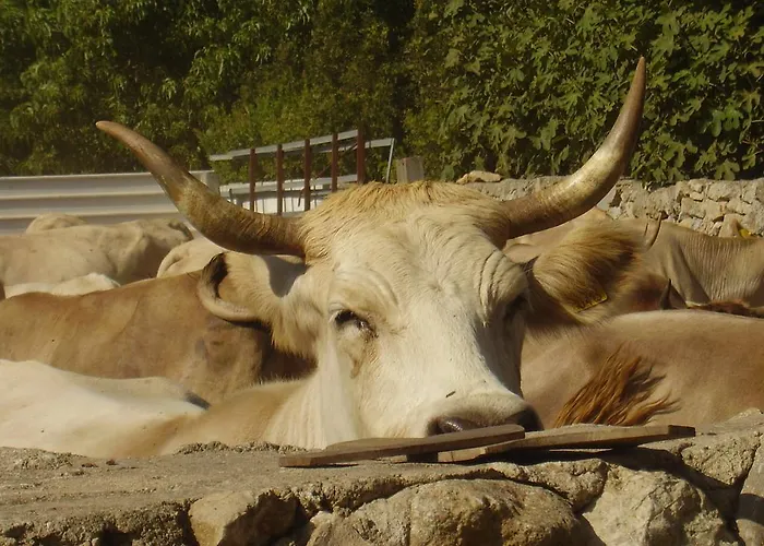 Bauernhof Cuile De Molino